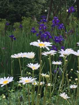 white daisies and blue iris